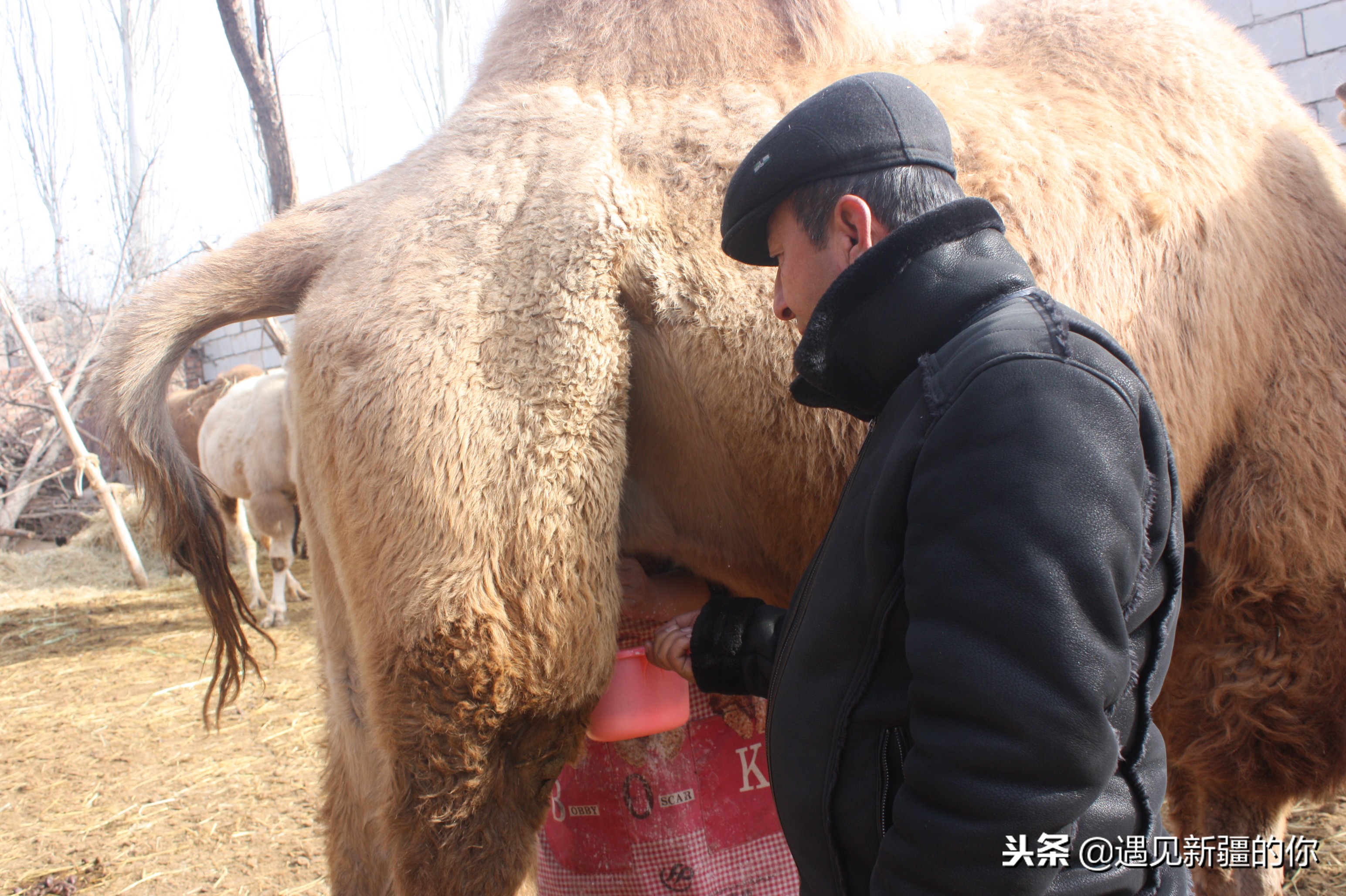 柯坪县的“沙漠之舟”真牛！大家喝了她的奶就知道啦