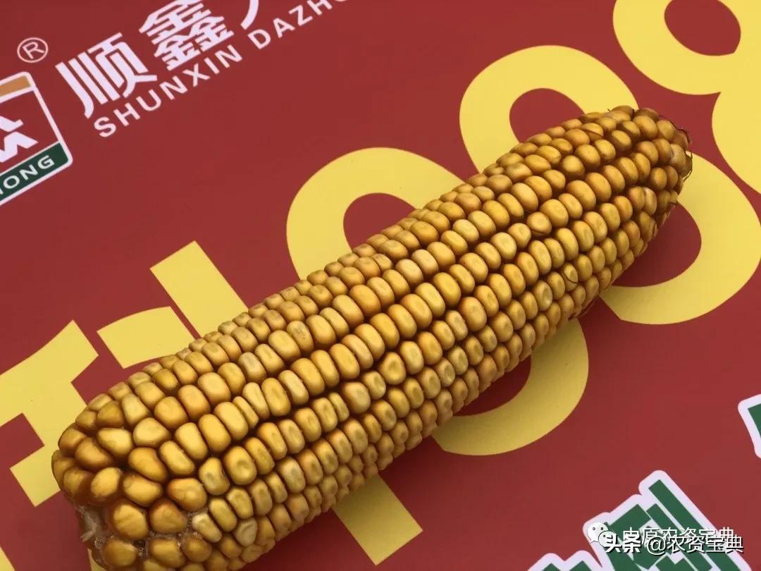 国审玉米种京科938,京科968玉米国审