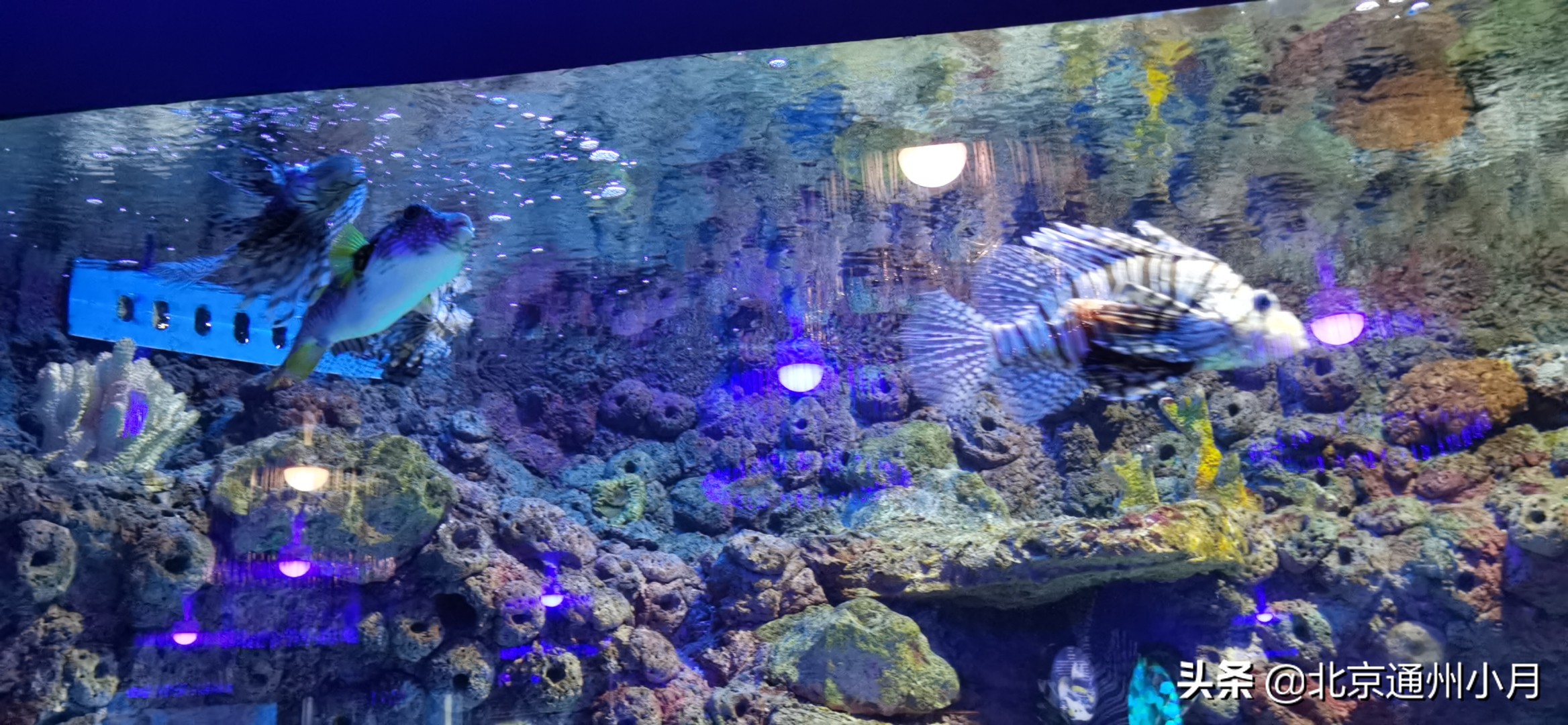 北京海底世界游览时间表,北京海底世界值得玩