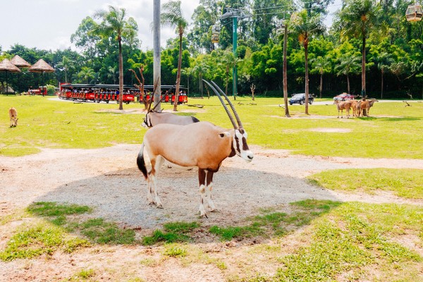 广州长隆旅游攻略自由行详细,广州长隆五一节3天2夜亲子游攻略