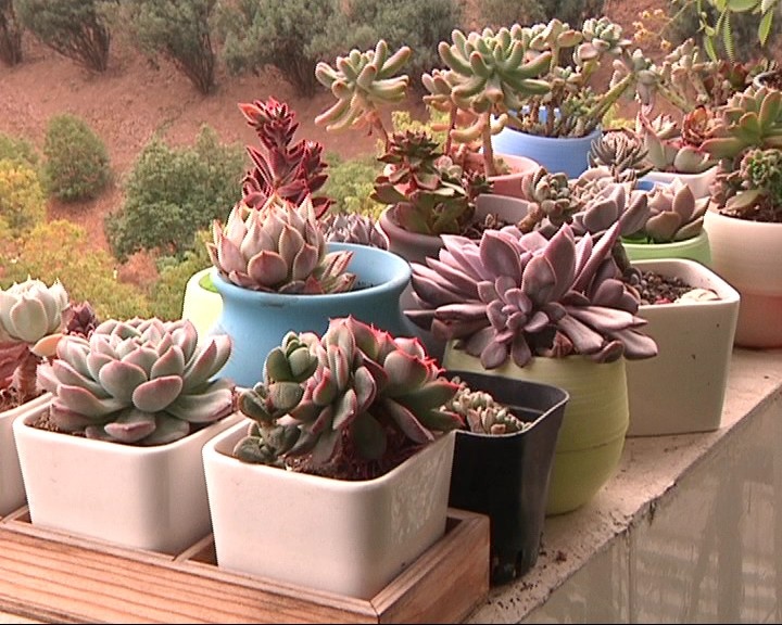 “别人家系列”！江大“宝藏男孩”，在宿舍里打造了一座“空中花园”