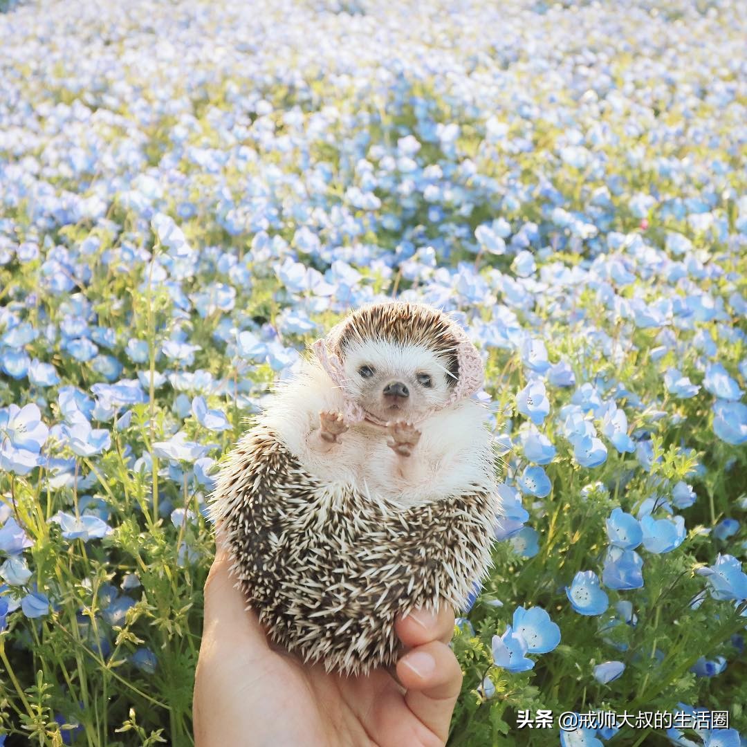 小刺猬到底有多可爱,很可爱的小刺猬有哪些