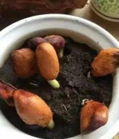 榴莲核发芽了怎么种出来要多久,榴莲核子怎样种才能种成一棵树