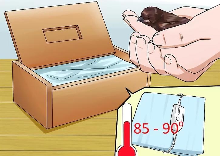 你有没有养过小动物,你有没有想过要养一只猫