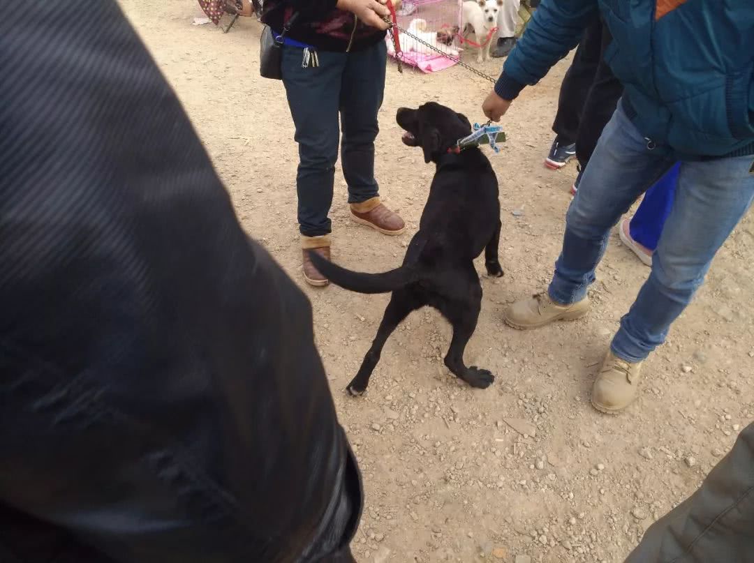 狗市给网友买黑色拉布拉多,出售拉布拉多幼犬50元一只