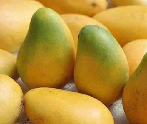 芒果品种西施芒,芒果品种四季蜜芒