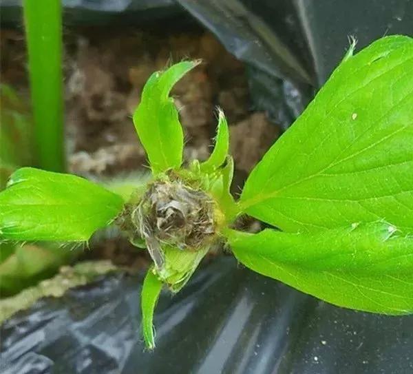 草莓叶子发黄边缘干枯补救方法,草莓心叶子萎蔫怎么办