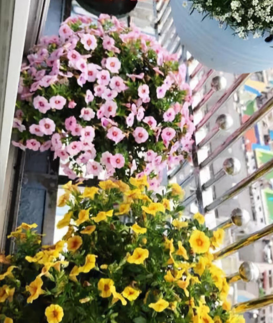 花突然蔫了？你家装修污染可能出问题了！