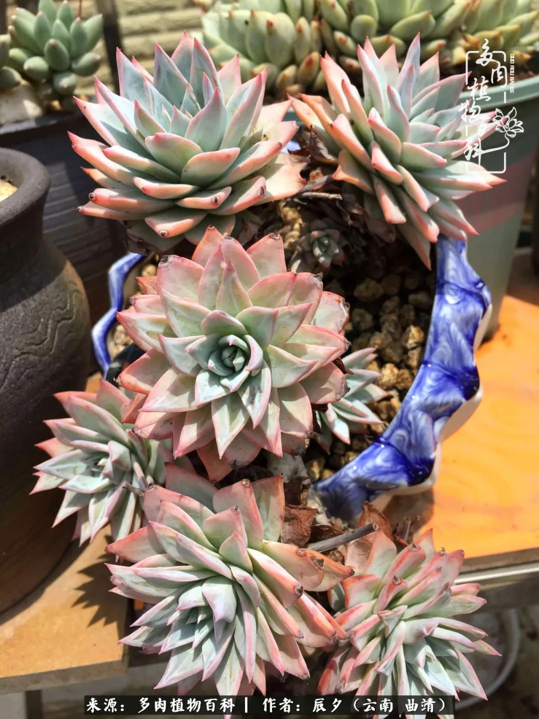 缂辩换鏃栨棊钁宠暏鐢熼,缂辩换鏃栨棊钁宠暏鐢熼鍑哄