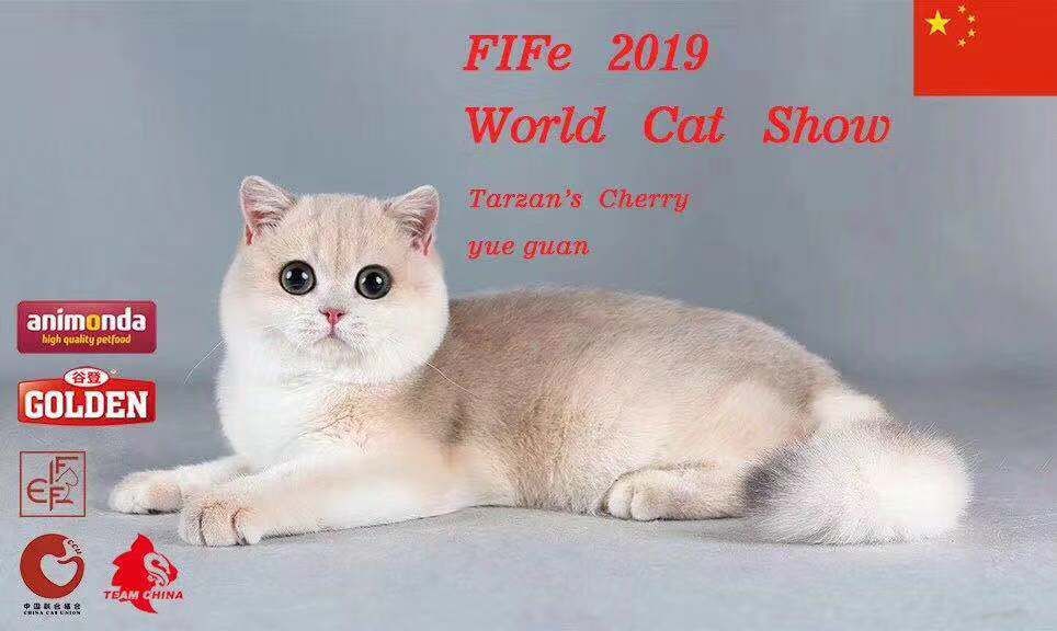 宠物经济剖析,宠物经济如何赚钱