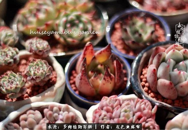 许我向你看,许我向你看演唱