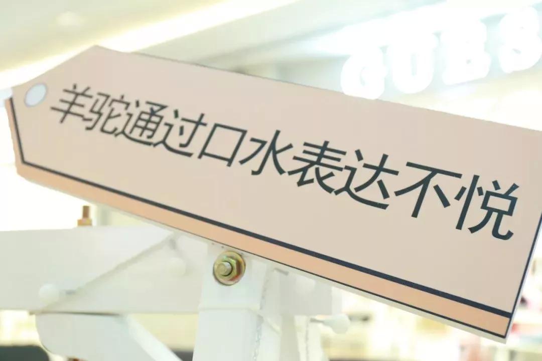 少女心爆炸,千只萌驼空降大坂田,领10000份羊驼潮趣礼品