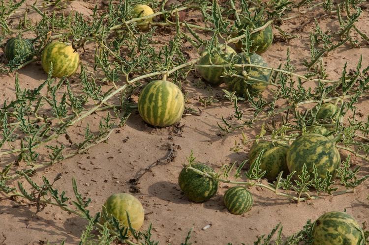 沙漠里有西瓜为何无人敢吃,沙漠里遍地是西瓜为何无人敢吃