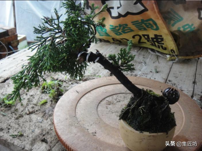 盆景树桩舍利怎么制作,盆景老桩镂空舍利的制作