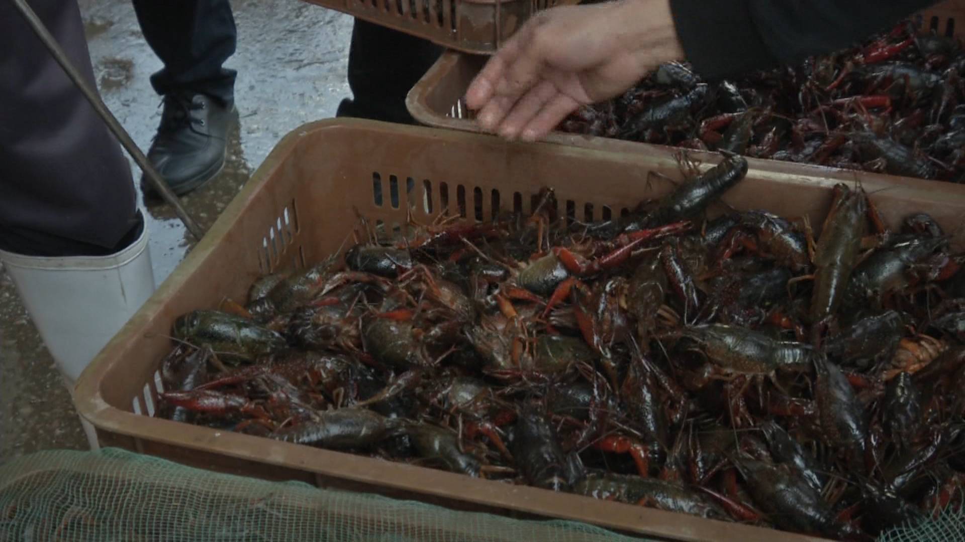 新鲜小龙虾今日价格表,今日新鲜的小龙虾价格