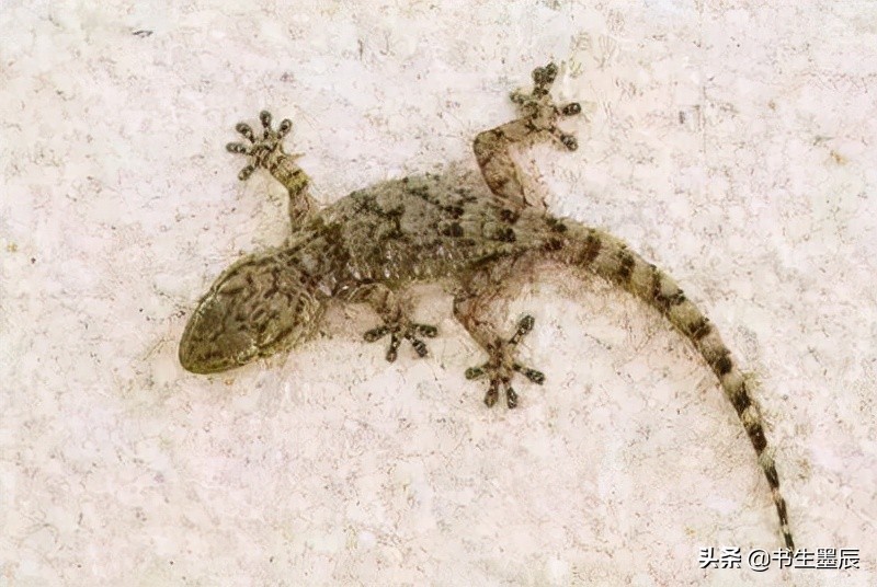 捕捉麻雀、壁虎、刺猬要承担刑事责任？这些法律盲区一定要知道