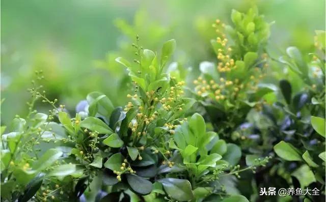 花卉冻伤怎么补救,春天浇水冻伤花根怎么修复