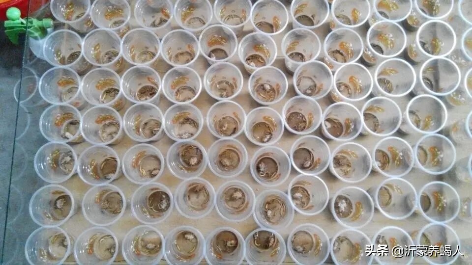 蝎子养殖到底靠谱吗,蝎子的养殖前景如何