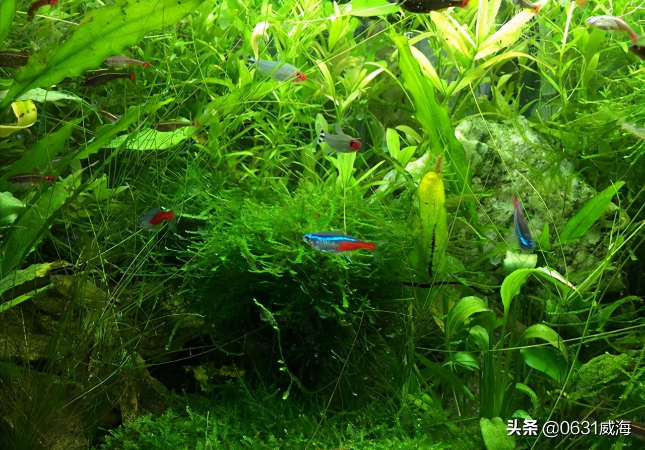水族缸水草的作用,水草鱼缸怎么净化水