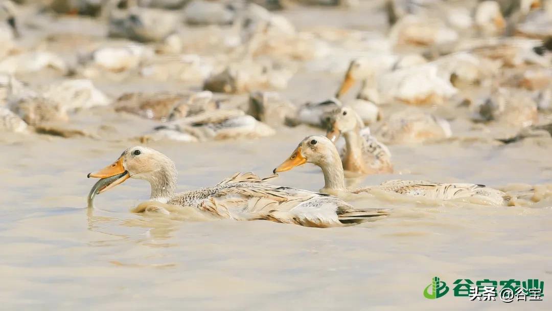 谷宝“六不用”——生态农业的初心与坚守