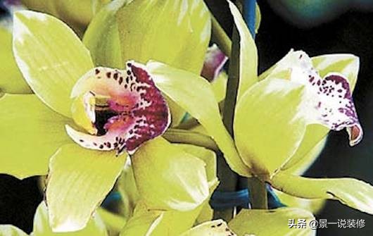 世界上最好看的最贵的十种花,世界上最高贵的前十种花