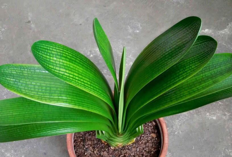 君子兰换盆后多久恢复生长,君子兰如何摆放能使叶片整齐生长