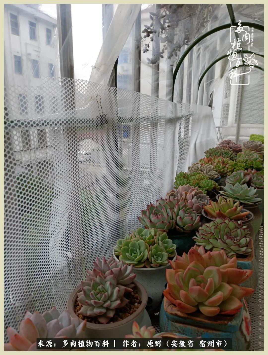 梅雨袭,酷暑至,多肉进入历劫季