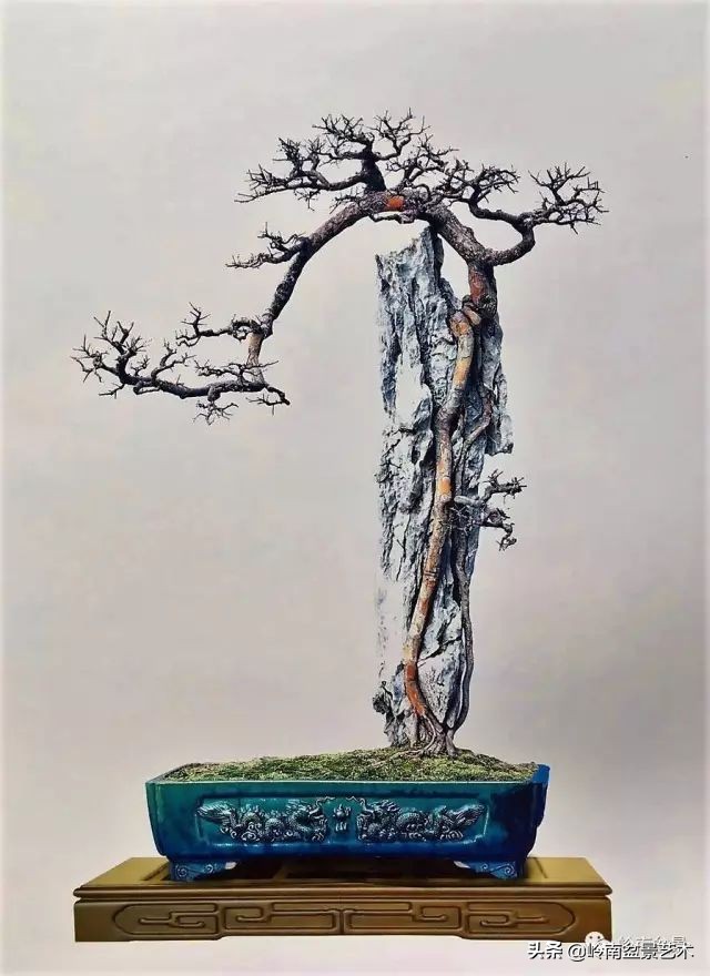 鎺㈡灊妞嶇墿,鎺㈡灊