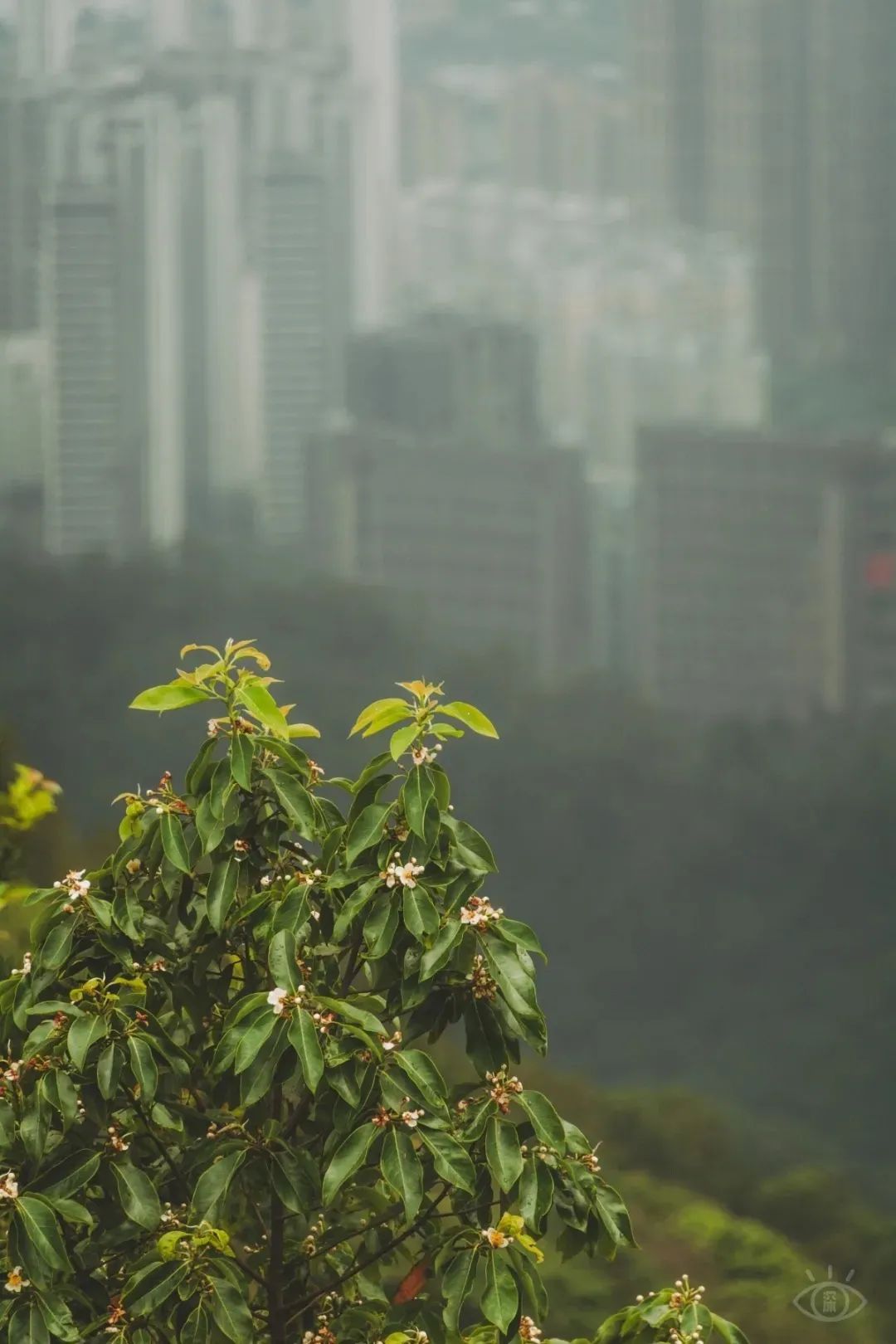 深圳值得去的地标,深圳值得去的景点排行榜