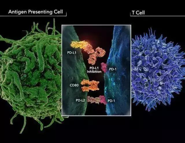 无进展生存期延长11个月的肺癌新药——Durvalumab，免费用！