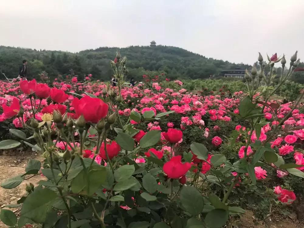 淮南舜山比赛,淮南舜耕山自行车越野