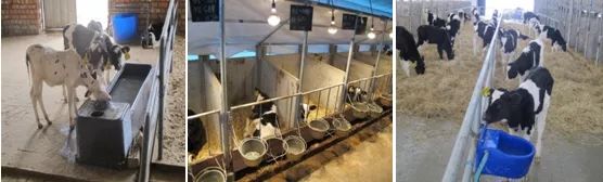 犊牛饲养管理三个原则,犊牛饲养原则