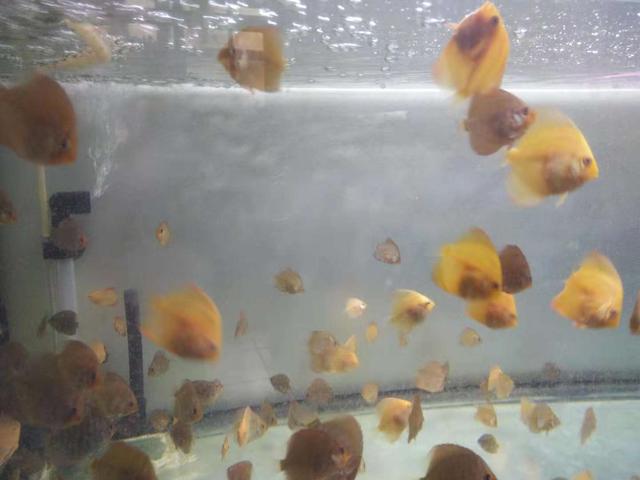 鱼缸水面上有很多泡沫什么原因,鱼缸水面有少量泡沫正常吗