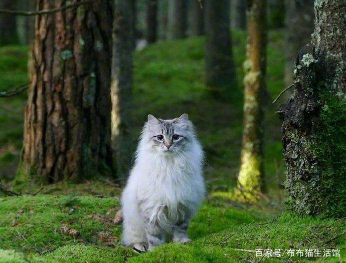 世界45种名犬图片大型犬,世界100种猫图片