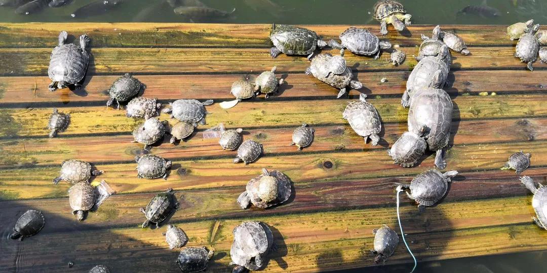 两种国龟的悲歌——古时的山泽常客到现今的附录稀客