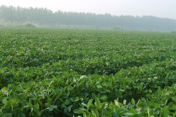 七彩花生和黑花生哪个营养价值高,七彩花生和普通花生的区别是什么