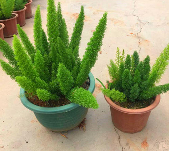 叶子细长叶片中间白色边缘绿色,叶片成椭圆形表面带毛是哪种果树