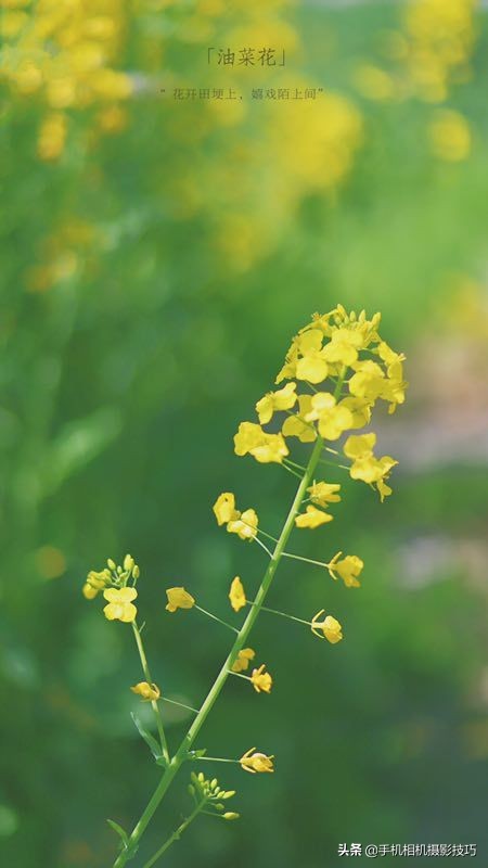 拍花小技巧怎样拍出好看的照片,如何拍花拍出意境