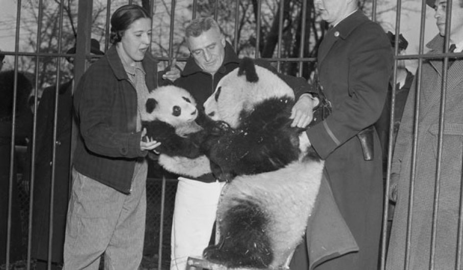 1939年被偷到英国的大熊猫,美国人偷走大熊猫后续