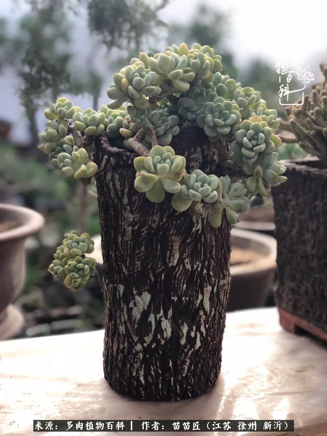 多肉之江湖：众肉友们，修仙渡劫几何了？