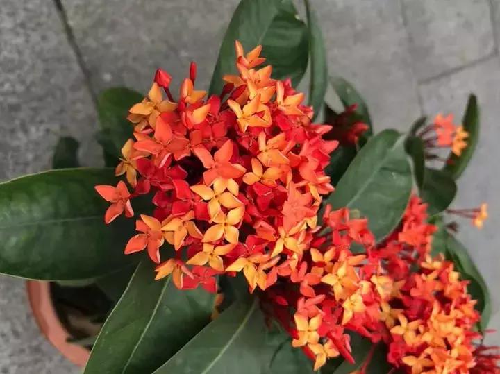 这10种花不怕晒,这3种花不能懒着养