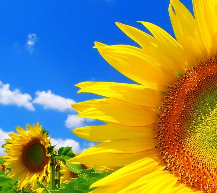 美美的壁纸图片,漂亮唯美图片壁纸