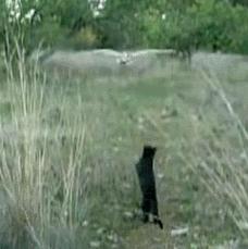 能不能养宠物鼠狗兔猫,能不能养宠物鼠猫狗呢