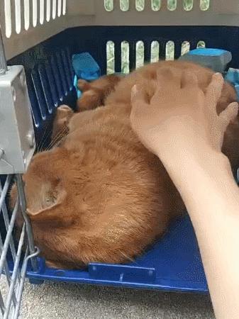 北大猫咪图鉴,中国人民大学猫咪图鉴