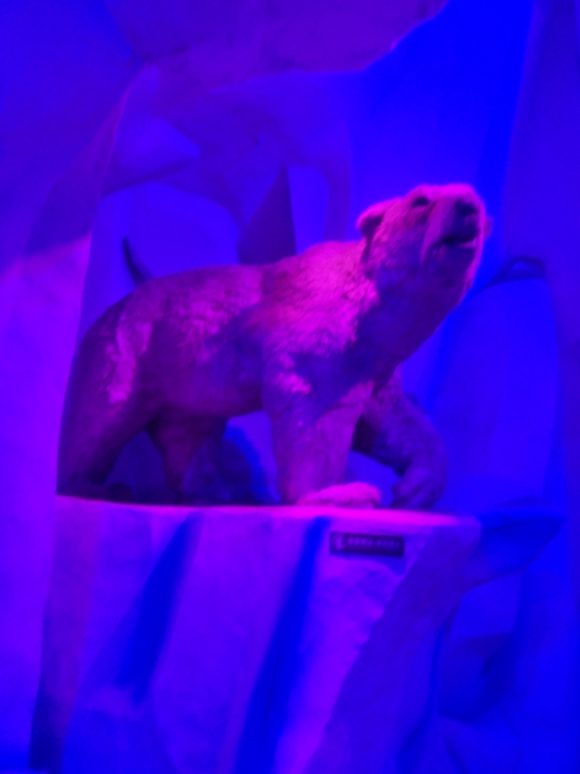 抚顺皇家海洋乐园冲浪馆图片,抚顺皇家极地海洋乐园视频