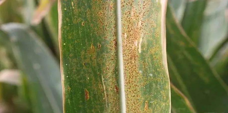 小麦病害紧急通知视频,玉米20天就收获了锈病还需要打吗