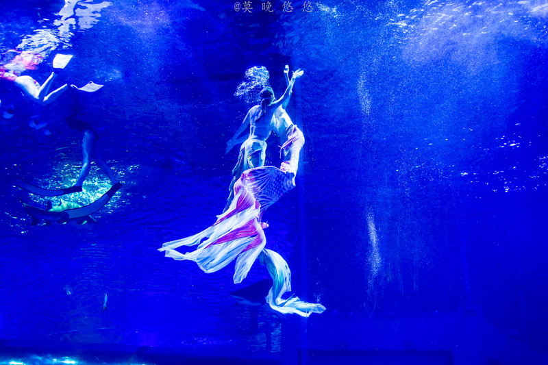 海洋极地海洋世界攻略,正佳极地海洋世界白鲸海象