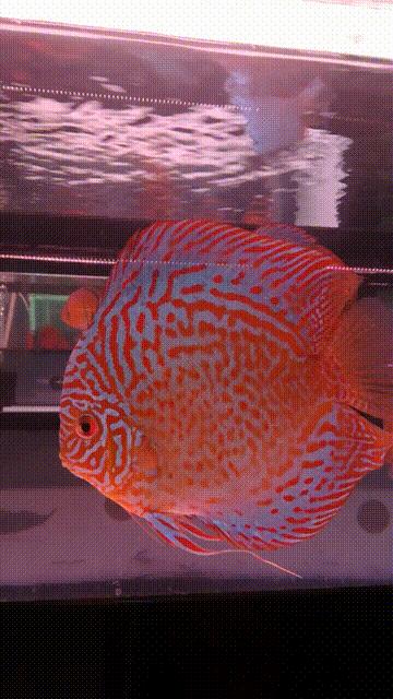 养七彩要准备什么,七彩可以单养吗