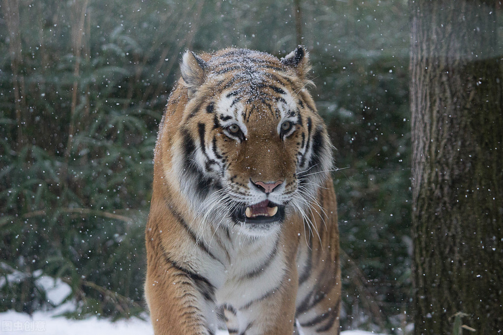 俄罗斯的老虎为什么叫东北虎 (东北虎到底是中国的还是俄罗斯的)