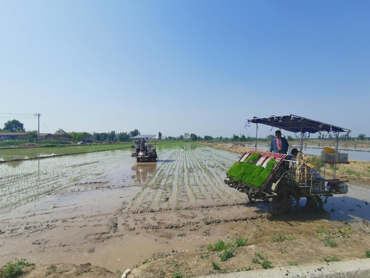 绘就乡村振兴壮美画卷,特色水稻种植绘就乡村振兴画卷